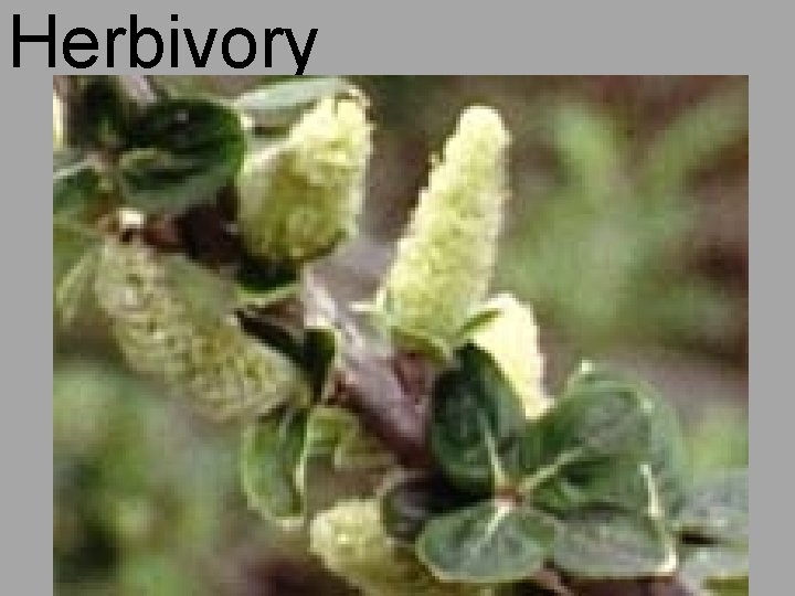 Herbivory 166 