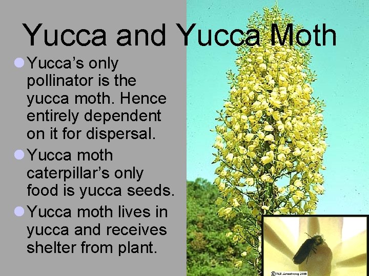 Yucca and Yucca Moth l Yucca’s only pollinator is the yucca moth. Hence entirely