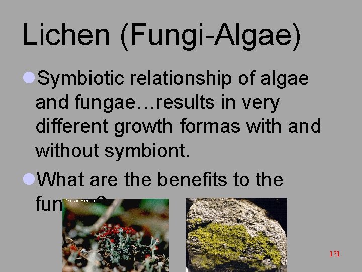 Lichen (Fungi-Algae) l. Symbiotic relationship of algae and fungae…results in very different growth formas
