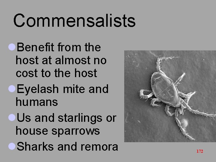 Commensalists l. Benefit from the host at almost no cost to the host l.