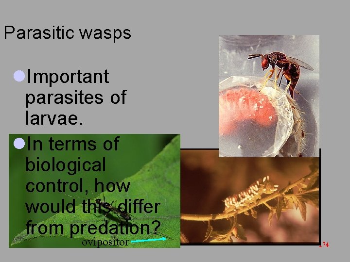 Parasitic wasps l. Important parasites of larvae. l. In terms of biological control, how