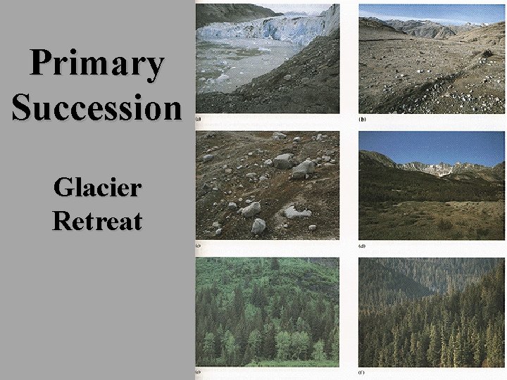 Primary Succession Glacier Retreat 179 