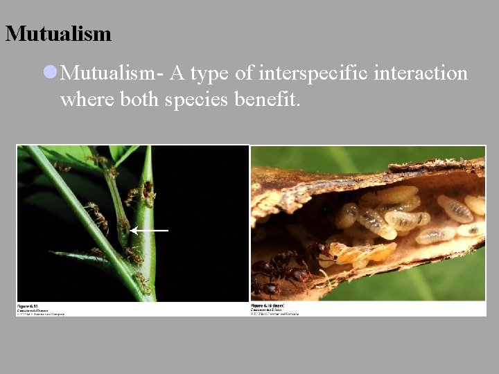 Mutualism l Mutualism- A type of interspecific interaction where both species benefit. 