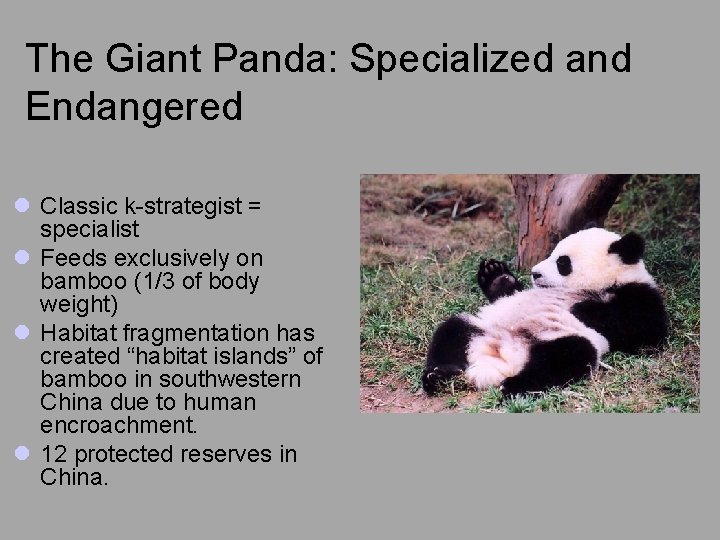 The Giant Panda: Specialized and Endangered l Classic k-strategist = specialist l Feeds exclusively