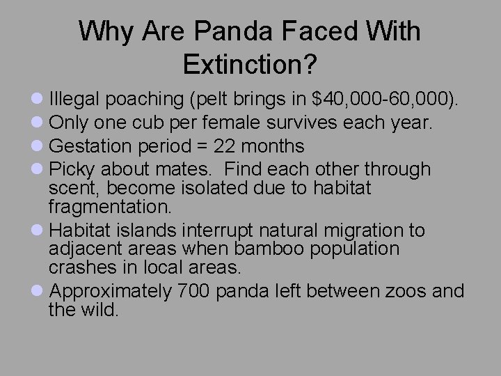 Why Are Panda Faced With Extinction? l Illegal poaching (pelt brings in $40, 000
