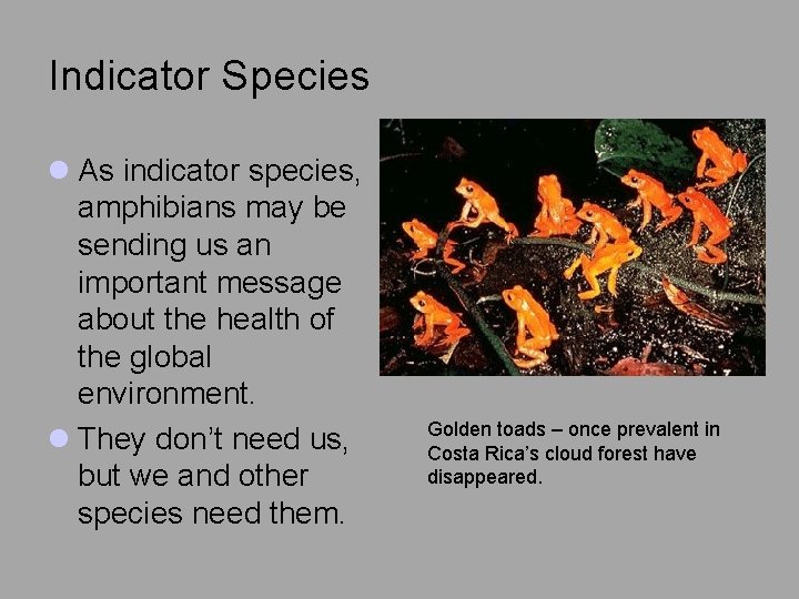 Indicator Species l As indicator species, amphibians may be sending us an important message