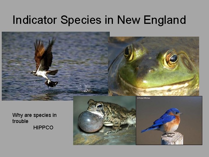 Indicator Species in New England Why are species in trouble HIPPCO 