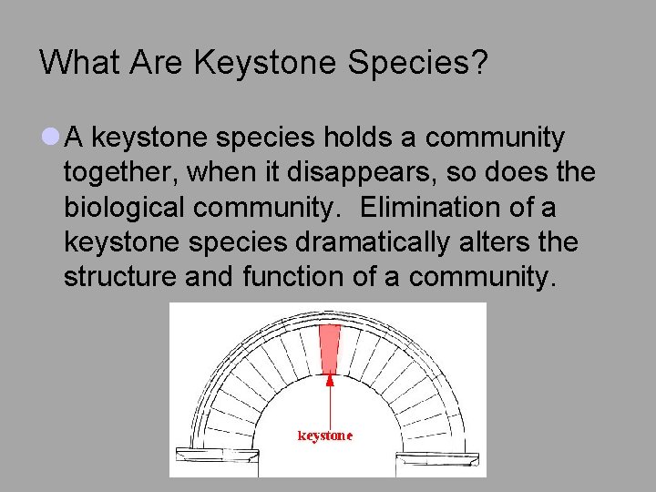 What Are Keystone Species? l A keystone species holds a community together, when it