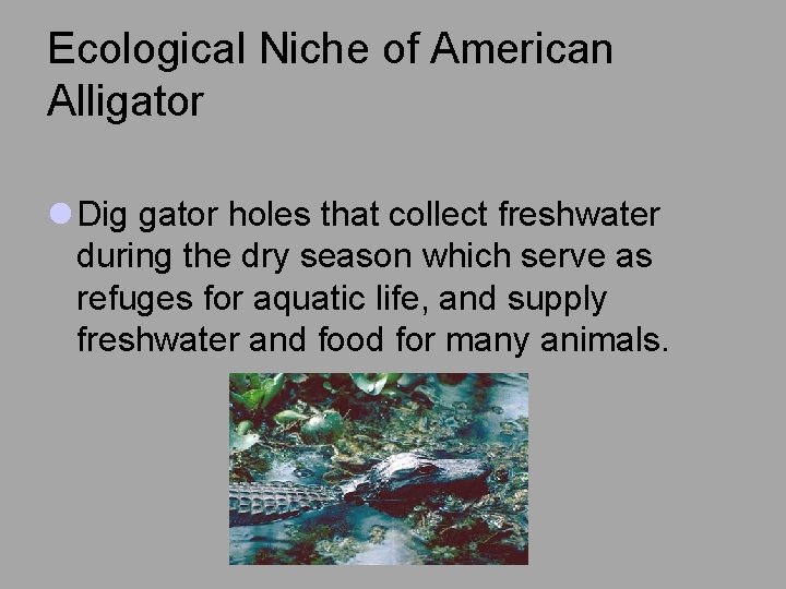 Ecological Niche of American Alligator l Dig gator holes that collect freshwater during the