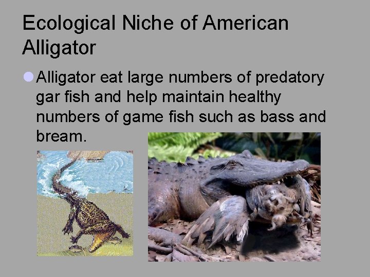 Ecological Niche of American Alligator l Alligator eat large numbers of predatory gar fish