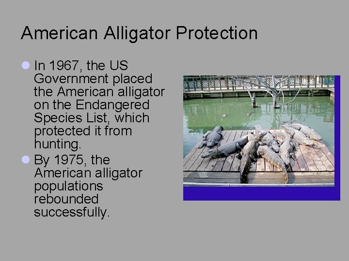 American Alligator Protection l In 1967, the US Government placed the American alligator on