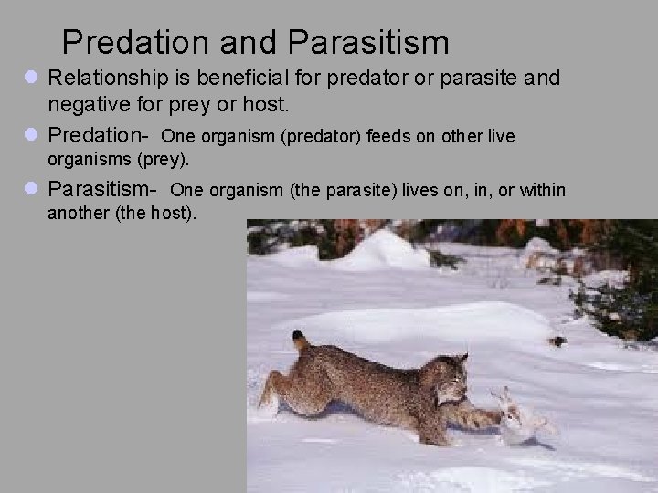 Predation and Parasitism l Relationship is beneficial for predator or parasite and negative for