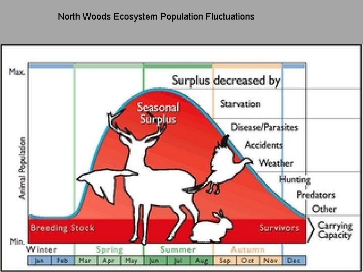 North Woods Ecosystem Population Fluctuations 