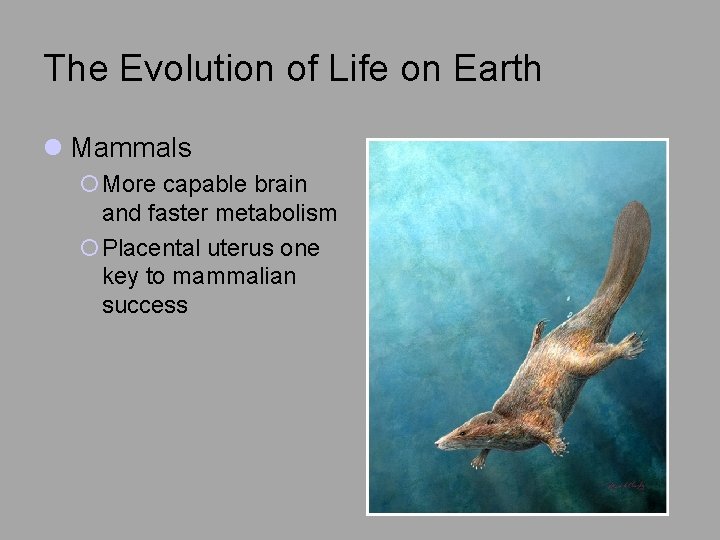 The Evolution of Life on Earth l Mammals ¡More capable brain and faster metabolism