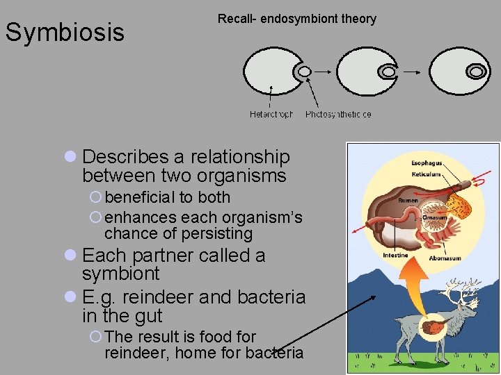 Symbiosis Recall- endosymbiont theory l Describes a relationship between two organisms ¡beneficial to both