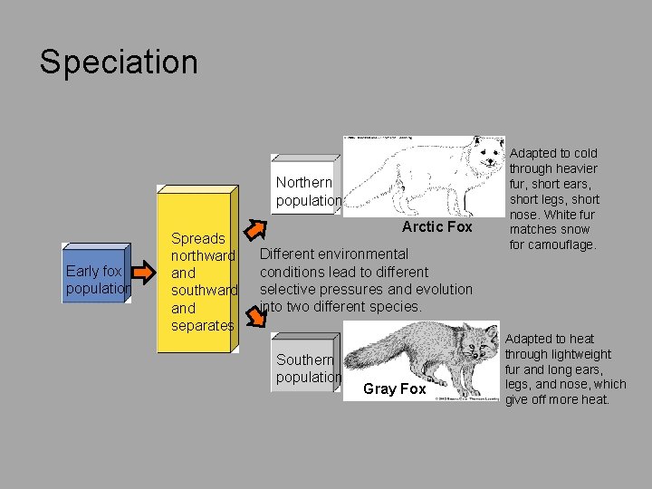 Speciation Northern population Early fox population Spreads northward and southward and separates Arctic Fox