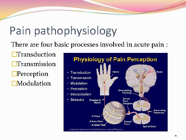 Pain pathophysiology There are four basic processes involved in acute pain : �Transduction �Transmission