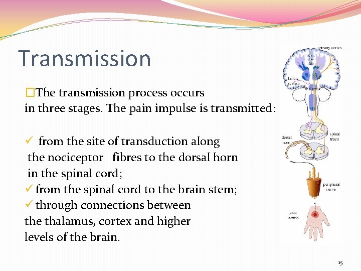 Transmission �The transmission process occurs in three stages. The pain impulse is transmitted: ü