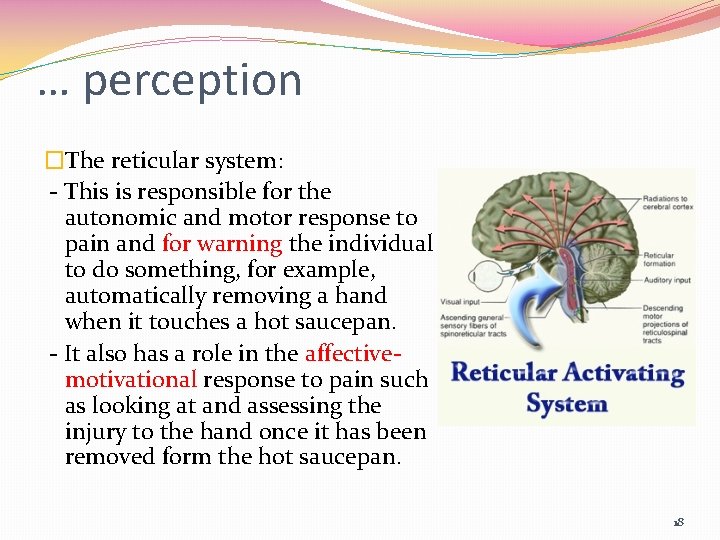 … perception �The reticular system: - This is responsible for the autonomic and motor