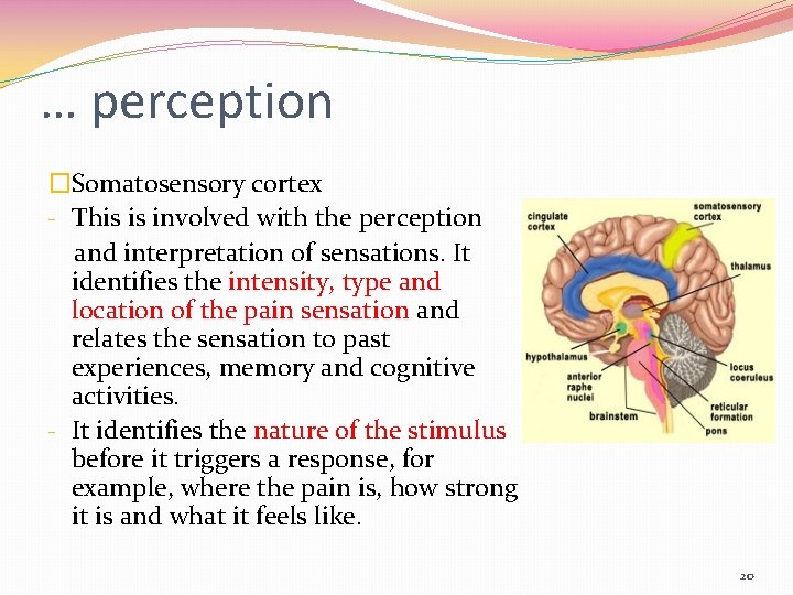 … perception �Somatosensory cortex - This is involved with the perception and interpretation of
