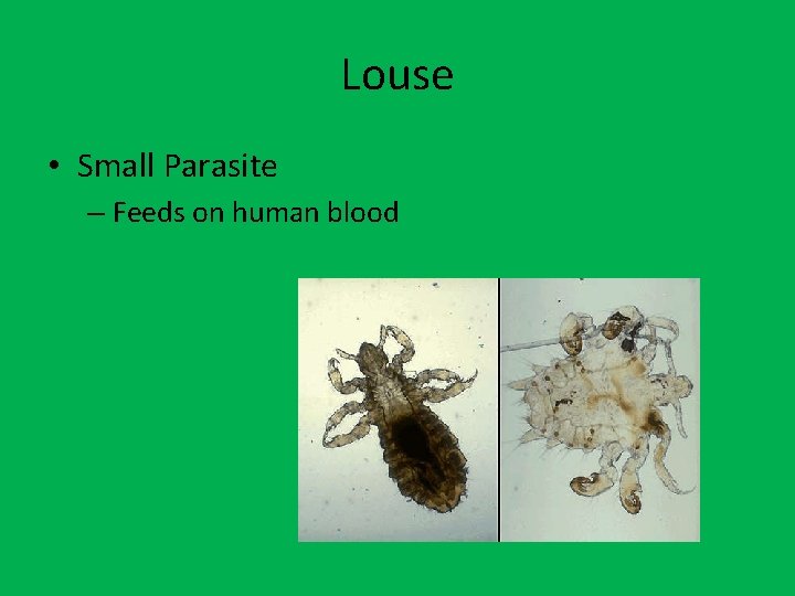 Louse • Small Parasite – Feeds on human blood 