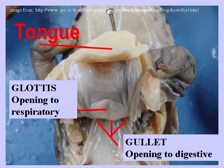 image from: http: //www. spc. cc. tx. us/biology/jmckinney/Studyimages/frogdissectlist. html GLOTTIS Opening to respiratory GULLET