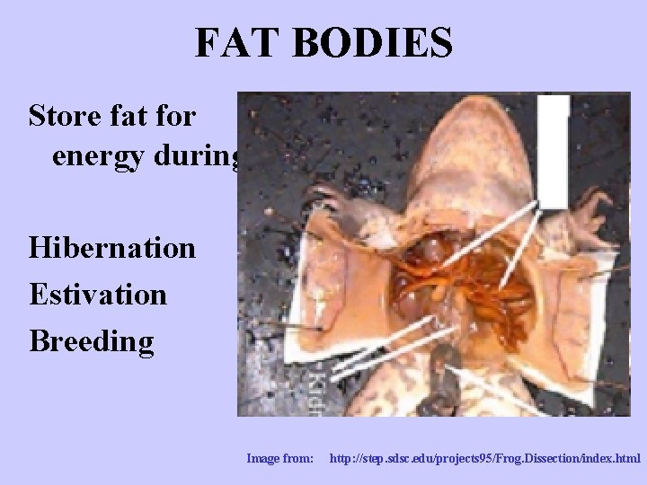 FAT BODIES Store fat for energy during Hibernation Estivation Breeding Image from: http: //step.
