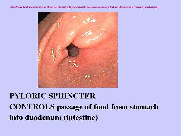 http: //www. health. auckland. ac. nz/departments/neurophysiology/public/teaching/alimentary_lectures/datashow/1 -overview/gfx/pylorus. jpg PYLORIC SPHINCTER CONTROLS passage of food