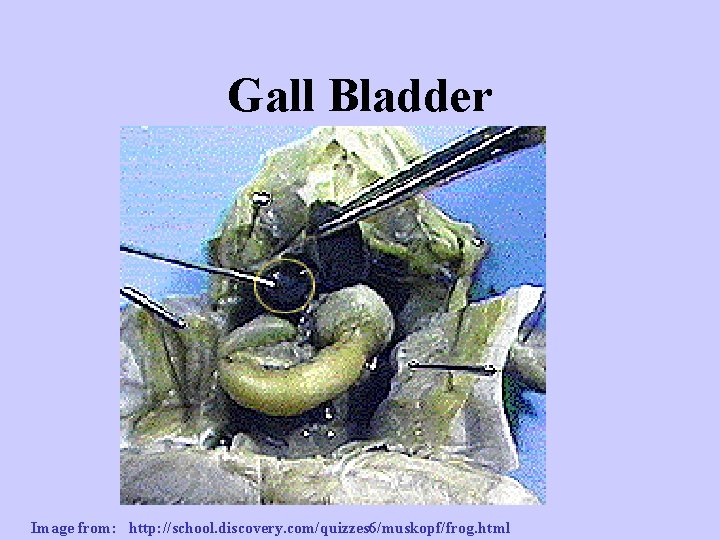 Gall Bladder Image from: http: //school. discovery. com/quizzes 6/muskopf/frog. html 