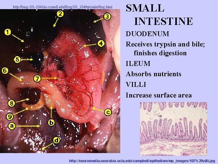 http: //biog-101 -104. bio. cornell. edu/Biog 101_104/tutorials/frog. html SMALL INTESTINE DUODENUM Receives trypsin and