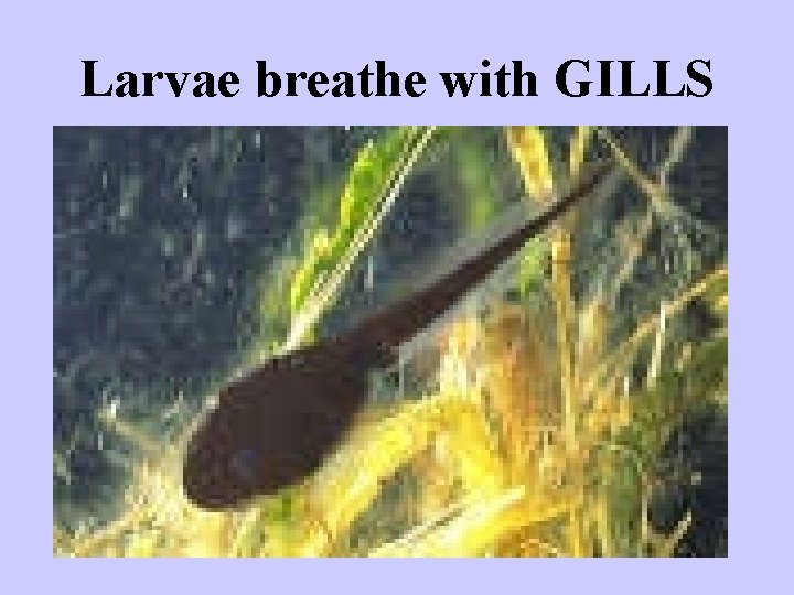 Larvae breathe with GILLS 