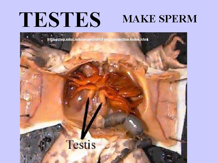 TESTES MAKE SPERM http: //step. sdsc. edu/projects 95/Frog. Dissection/index. html 