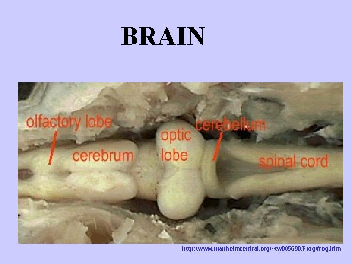 BRAIN http: //www. manheimcentral. org/~tw 005690/Frog/frog. htm 