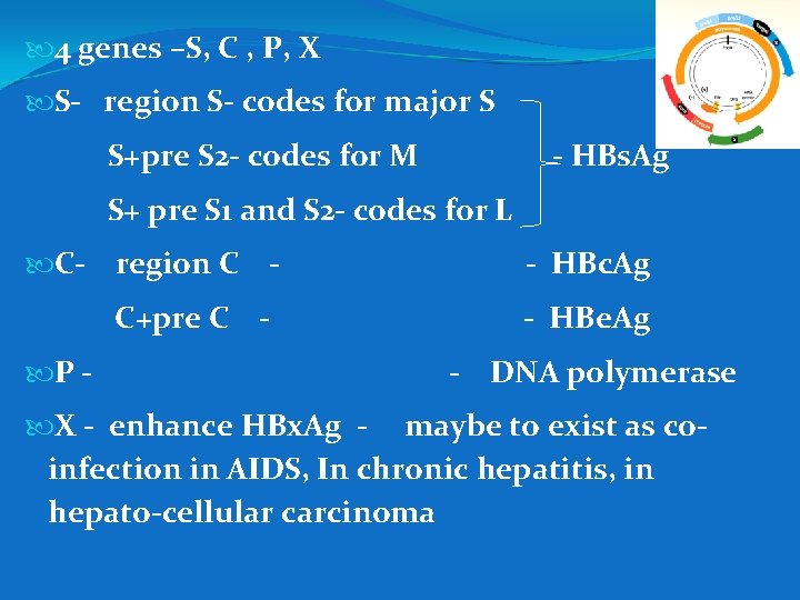  4 genes –S, C , P, X S- region S- codes for major