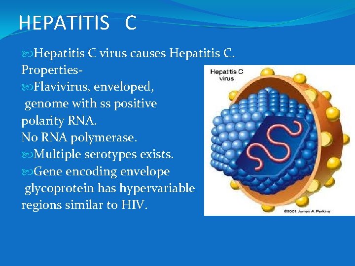 HEPATITIS C Hepatitis C virus causes Hepatitis C. Properties Flavivirus, enveloped, genome with ss