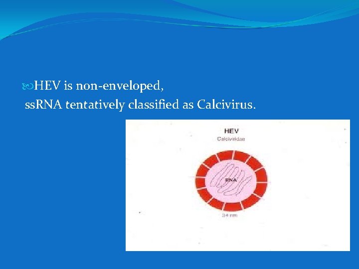  HEV is non-enveloped, ss. RNA tentatively classified as Calcivirus. 