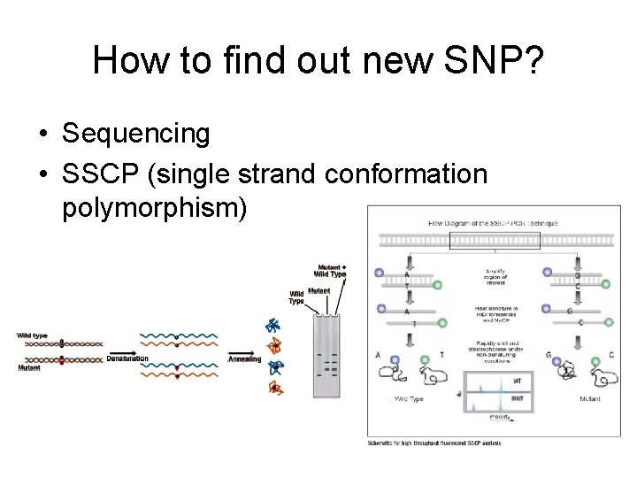 How to find out new SNP? • Sequencing • SSCP (single strand conformation polymorphism)