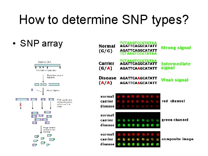 How to determine SNP types? • SNP array 