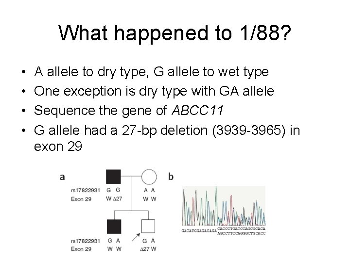 What happened to 1/88? • • A allele to dry type, G allele to