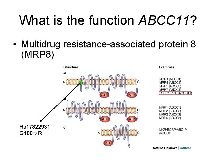 What is the function ABCC 11? • Multidrug resistance-associated protein 8 (MRP 8) Rs