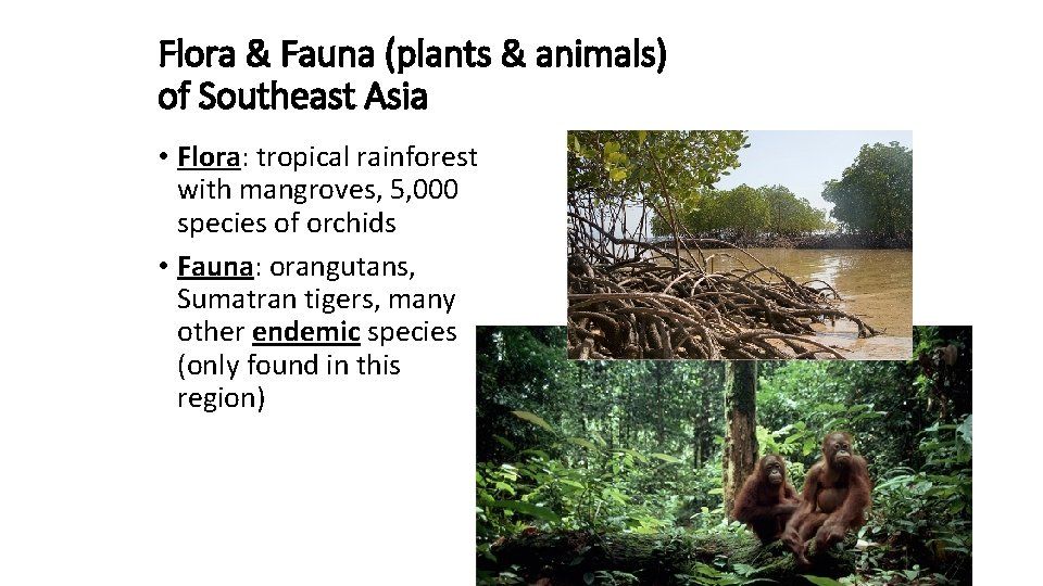 Flora & Fauna (plants & animals) of Southeast Asia • Flora: tropical rainforest with