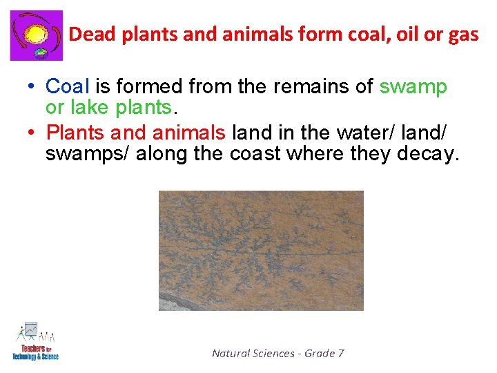 Dead plants and animals form coal, oil or gas • Coal is formed from