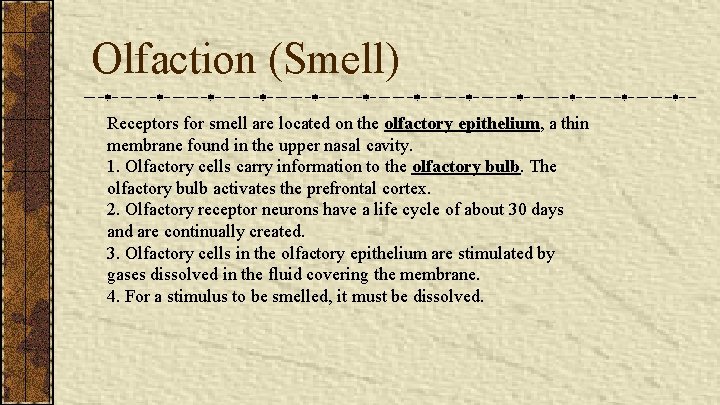 Olfaction (Smell) Receptors for smell are located on the olfactory epithelium, a thin membrane