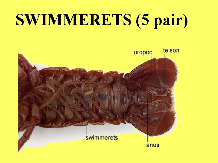 SWIMMERETS (5 pair) 