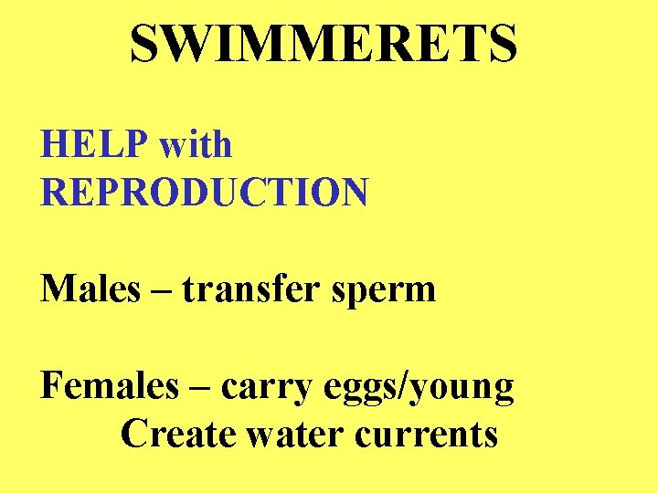 SWIMMERETS HELP with REPRODUCTION Males – transfer sperm Females – carry eggs/young Create water