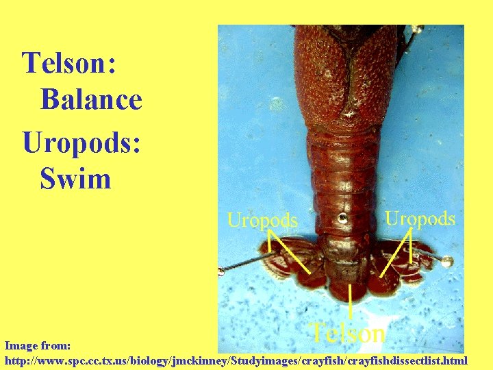 Telson: Balance Uropods: Swim Image from: http: //www. spc. cc. tx. us/biology/jmckinney/Studyimages/crayfishdissectlist. html 