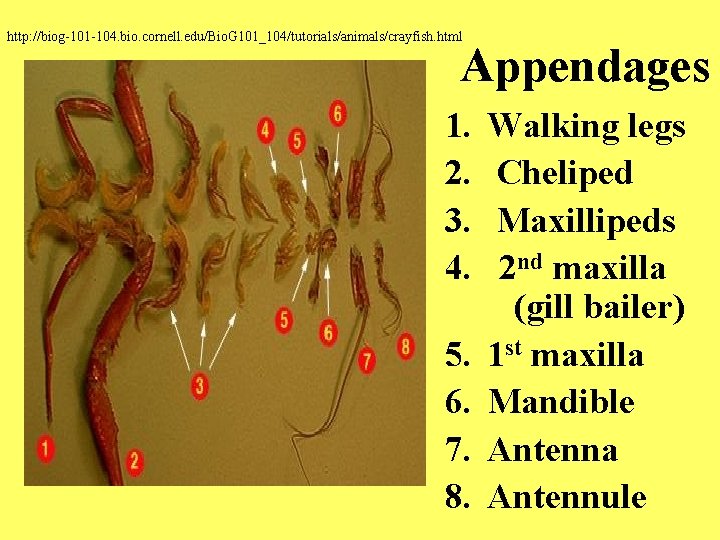 http: //biog-101 -104. bio. cornell. edu/Bio. G 101_104/tutorials/animals/crayfish. html Appendages 1. Walking legs 2.