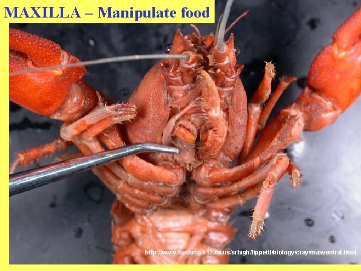 MAXILLA – Manipulate food http: //www. flushing. k 12. mi. us/srhigh/tippettl/biology/cray/maxventral. html 