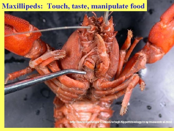 Maxillipeds: Touch, taste, manipulate food http: //www. flushing. k 12. mi. us/srhigh/tippettl/biology/cray/maxventral. html 