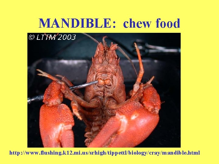 MANDIBLE: chew food http: //www. flushing. k 12. mi. us/srhigh/tippettl/biology/cray/mandible. html 